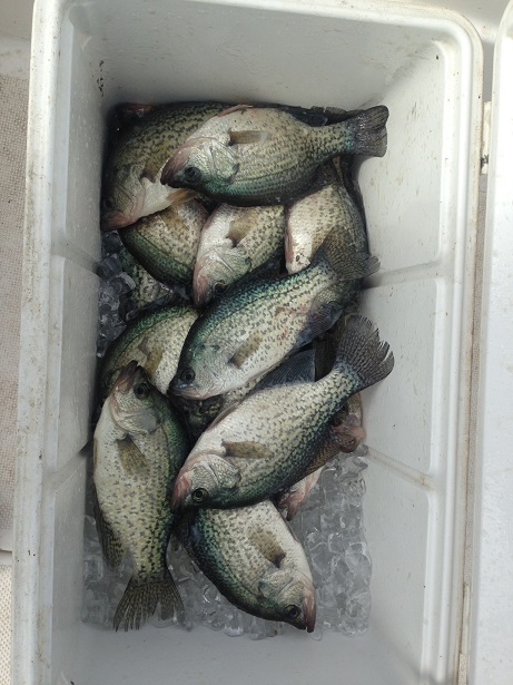 09-10-14 Crappie in the Cooler with BigCrappie CCL